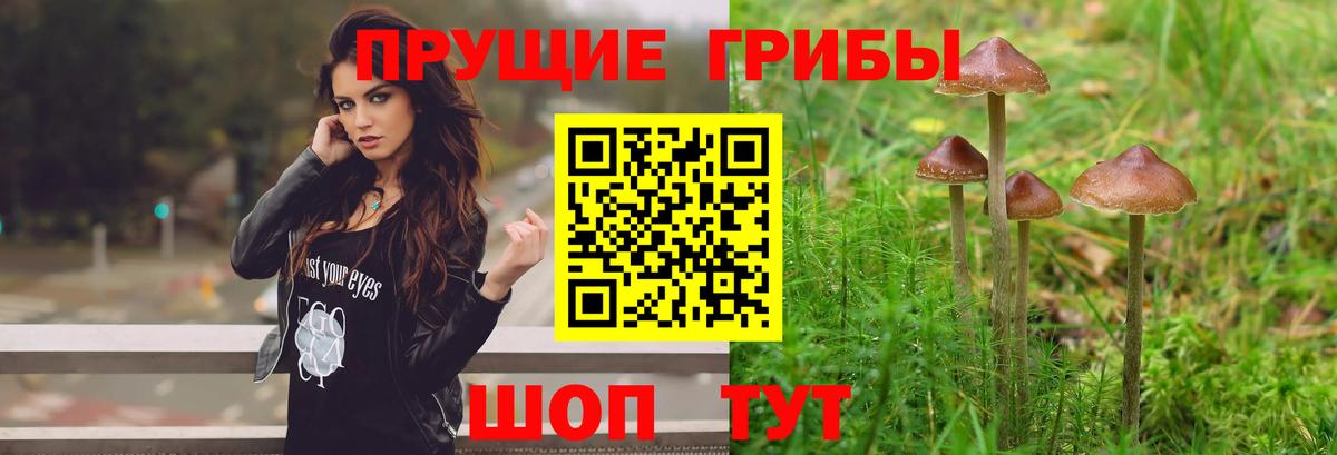 Псилоцибиновые грибы GOLDEN TEACHER Зеленогорск